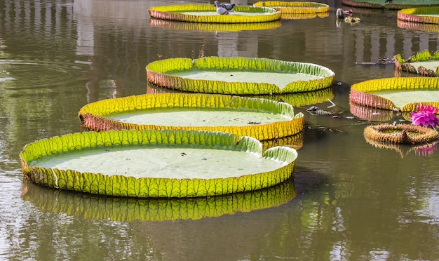 Victoria, fleur de lotus géante