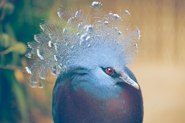 Victoria oiseau exotique pigeon couronné