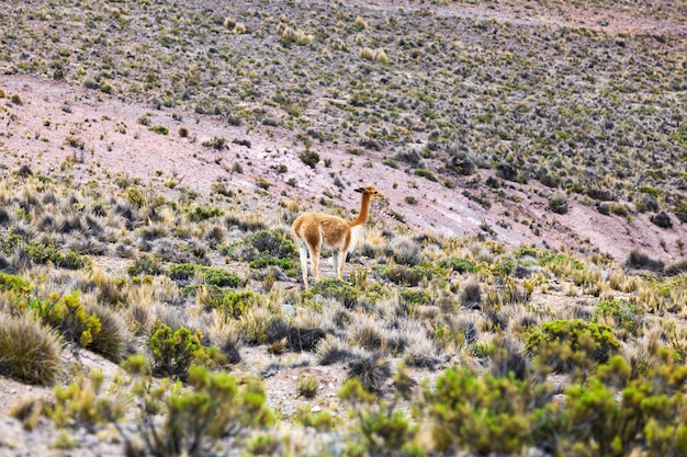 Vicuna dans les hautes terres du Pérou