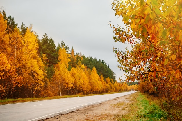 À vide, entre la forêt d'automne du paysage pluvieux