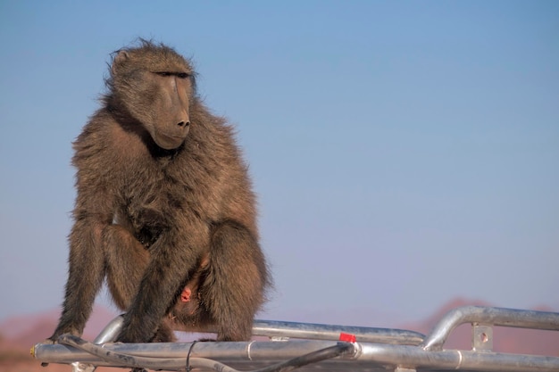 La vie africaine sauvage Un grand babouin mâle assis sur le toit de la voiture par une journée ensoleillée