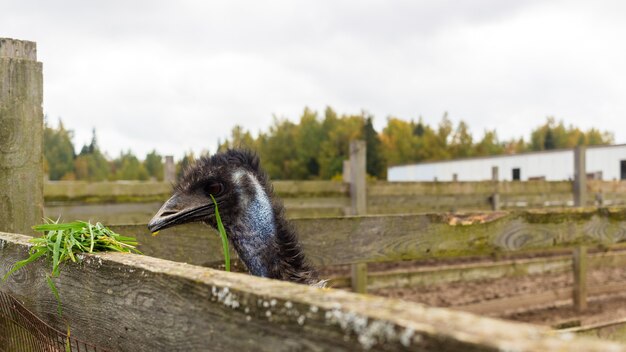 vie des animaux à la ferme