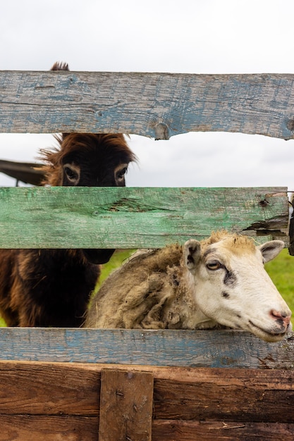 vie des animaux à la ferme