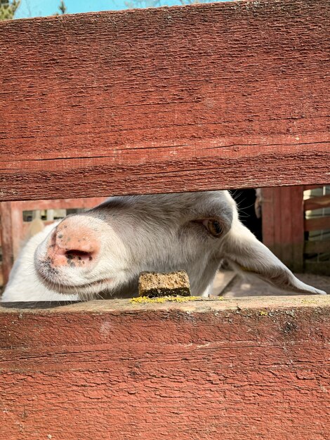 vie des animaux à la ferme