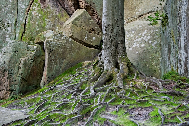 La vie des arbres parmi les rochers.