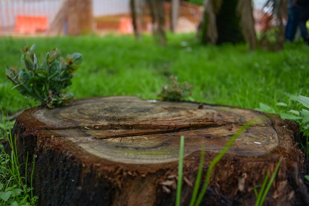 Photo la vie des arbres