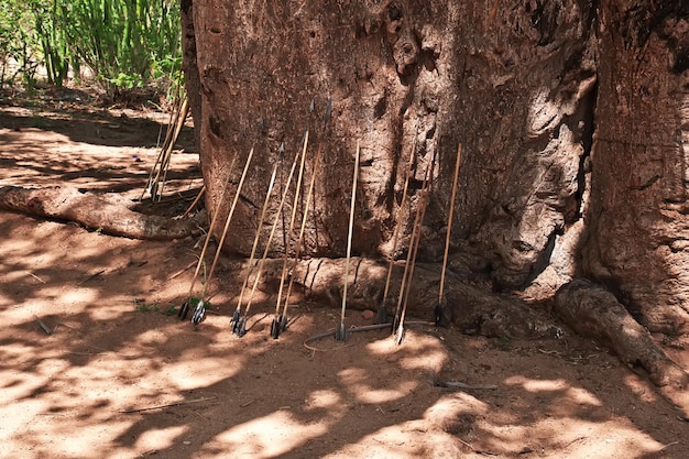 Photo la vie des bushmen en afrique