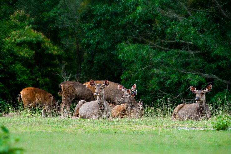 Photo vie de cerf