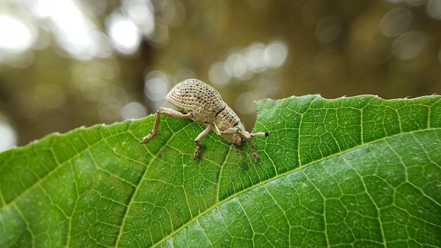 La vie des charançons dans la nature