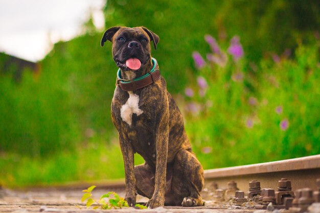 Photo la vie d'un chien est dure.