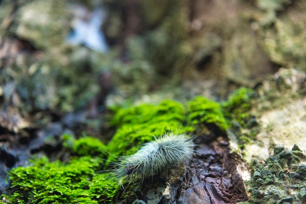 la vie dans la nature