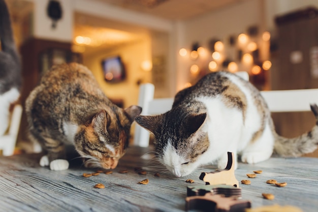 La vie domestique avec animal. Jeune homme donne à sa collation de viande de chat.