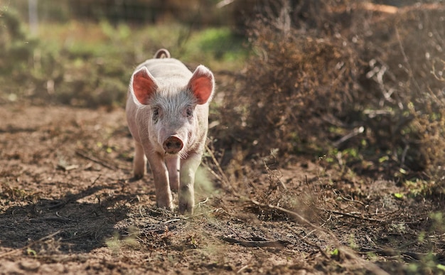 La vie est facile pour un petit cochon comme moi Photo d'un cochon errant dans une ferme