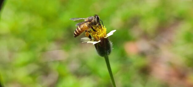 la vie des insectes dans la nature