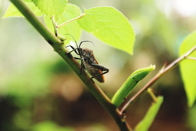 La vie des insectes