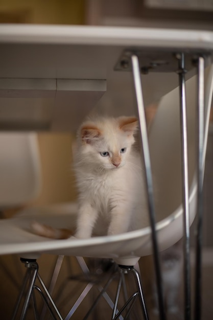 Vie à la maison avec un animal de compagnie Chaton joue sur une chaise