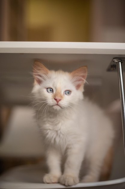 Vie à la maison avec un animal de compagnie Chaton joue sur une chaise