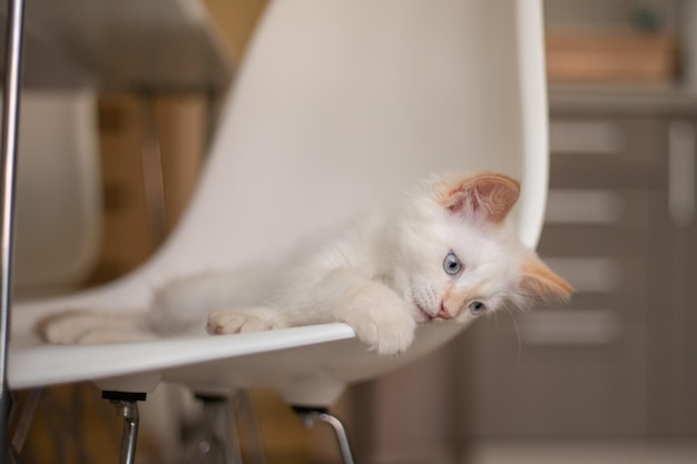 Vie à la maison avec un animal de compagnie Chaton joue sur une chaise