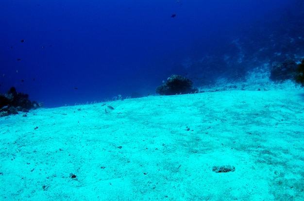 Vie marine du parc national de Komodo, Indonésie.