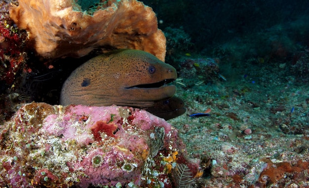 Vie marine du parc national de Komodo, Indonésie.