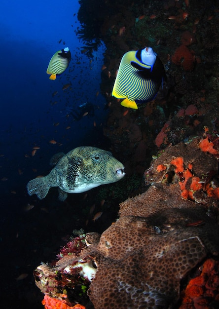 Vie marine du parc national de Komodo, Indonésie.