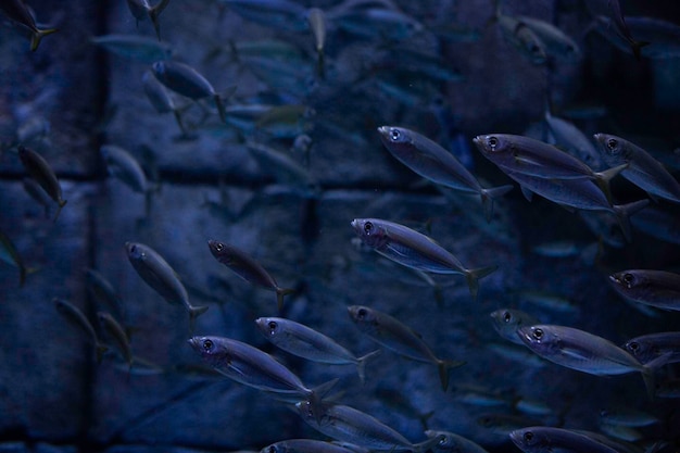 La vie marine exotique dans son habitat naturel