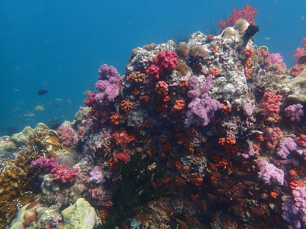 La vie marine sous l'eau de mer