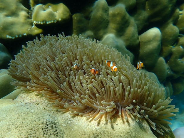 La vie marine sous l'eau de mer