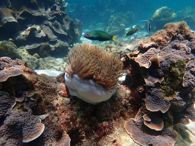 La vie marine sous l'eau de mer