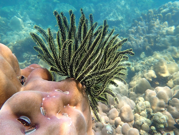 La vie marine sous l'eau de mer