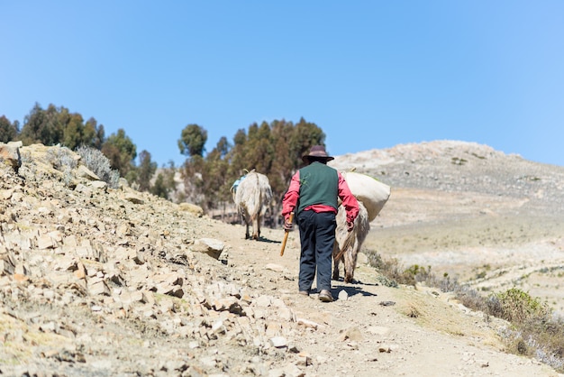 La vie rurale sur l'île du soleil, le lac Titicaca, en Bolivie