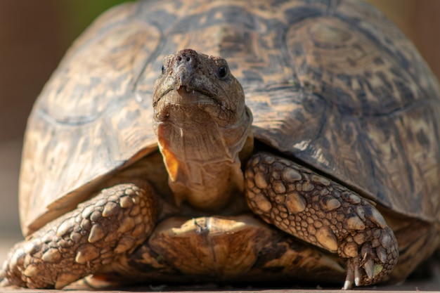 Vie sauvage africaine. Gros plan d'une jolie tortue par une journée ensoleillée. Namibie