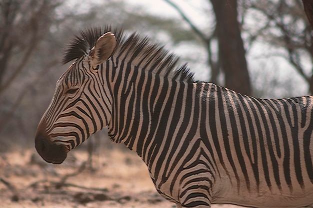 La vie sauvage africaine Un zèbre namibien solitaire se tient au milieu de la savane