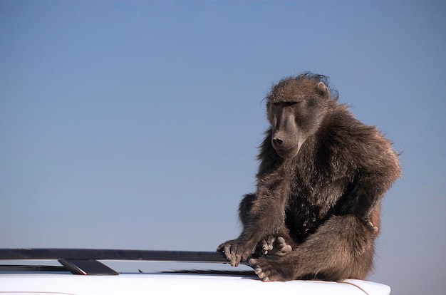 Vie sauvage d'Afrique. Un grand babouin mâle assis sur le capot de la voiture par une journée ensoleillée