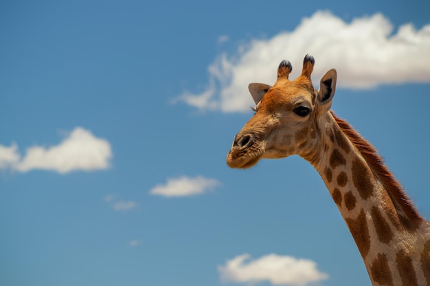 Vie sauvage d'Afrique. Une grande girafe sud-africaine commune sur le ciel bleu d'été. Namibie