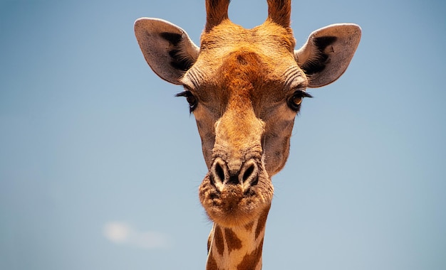 Vie sauvage d'Afrique. Une grande girafe sud-africaine commune sur le ciel bleu d'été. Namibie