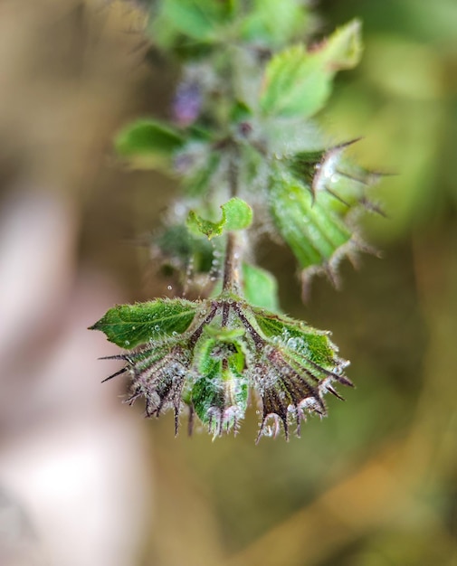 Photo vie sauvage fleur arrière-plan paysage forestier