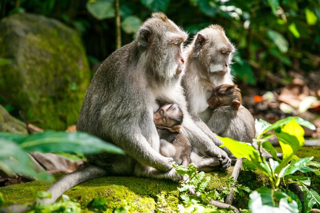 vie sauvage, mère singe nourrissant son enfant