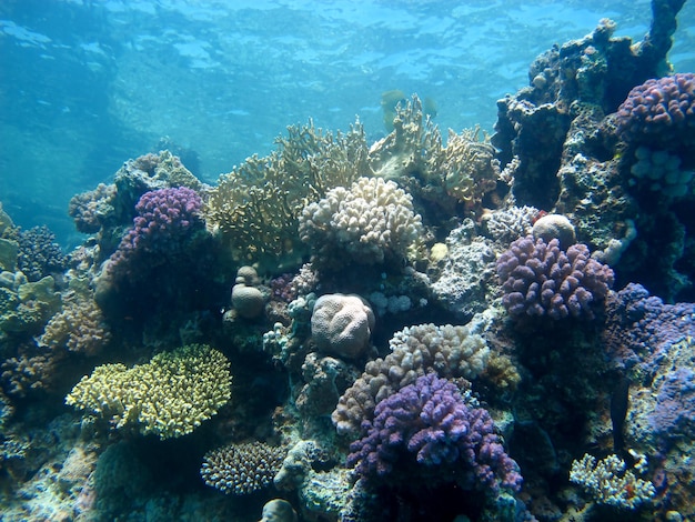 La vie sous-marine de la mer Rouge