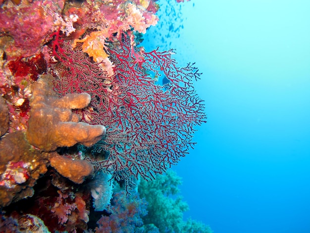 La vie sous-marine de la mer Rouge