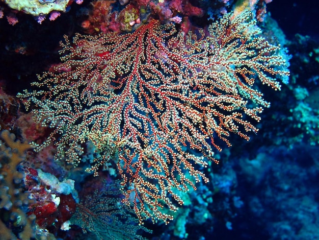 La vie sous-marine de la mer Rouge