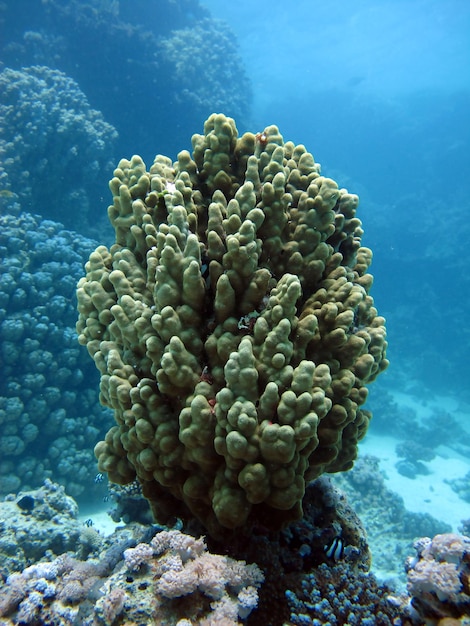 La vie sous-marine de la mer Rouge