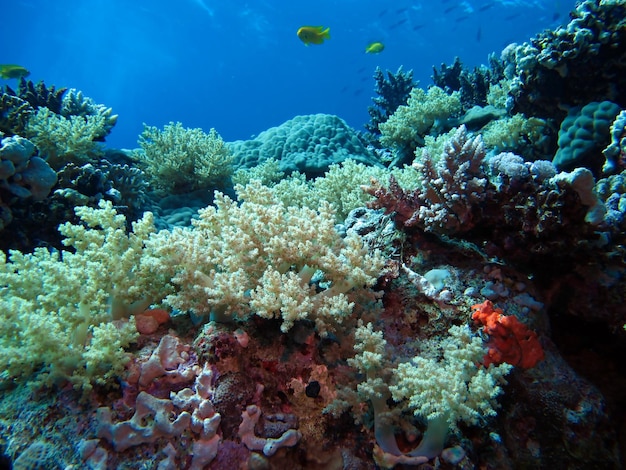 La vie sous-marine de la mer Rouge