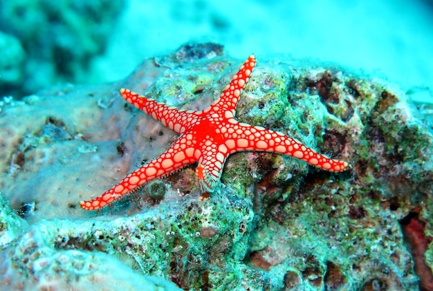 La vie sous-marine de la mer Rouge