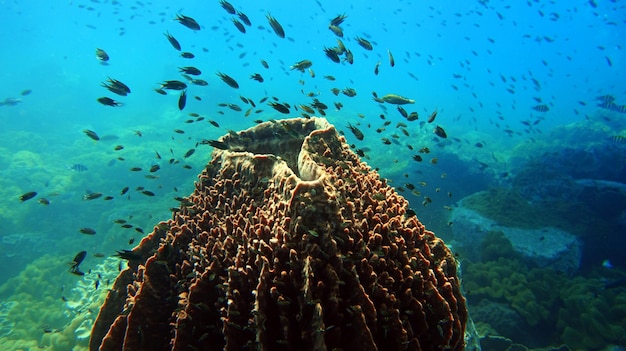 la vie sous-marine