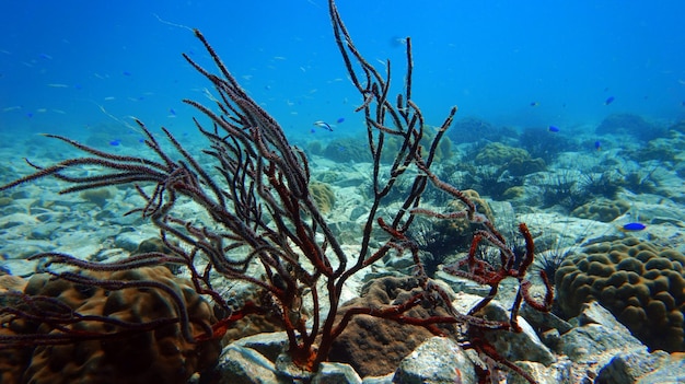 la vie sous-marine