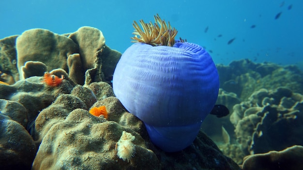 la vie sous-marine