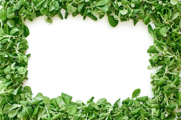 La vie verte. Carré vert de feuilles d'épinards. Feuilles de salade fraîche et verdure