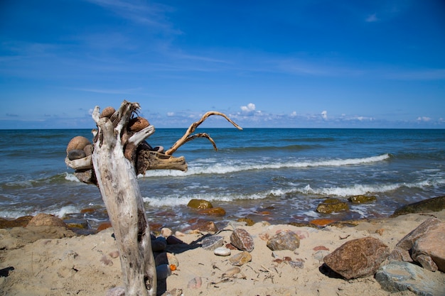 Un vieil arbre au bord de la mer bleue. Pierres, bois, mer et ciel. Beau paysage marin