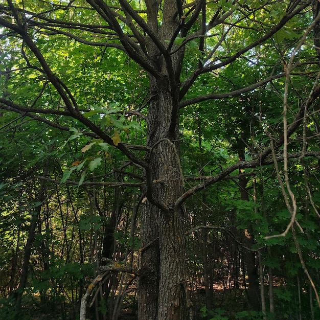 Photo vieil arbre dans la forêt de feuillus